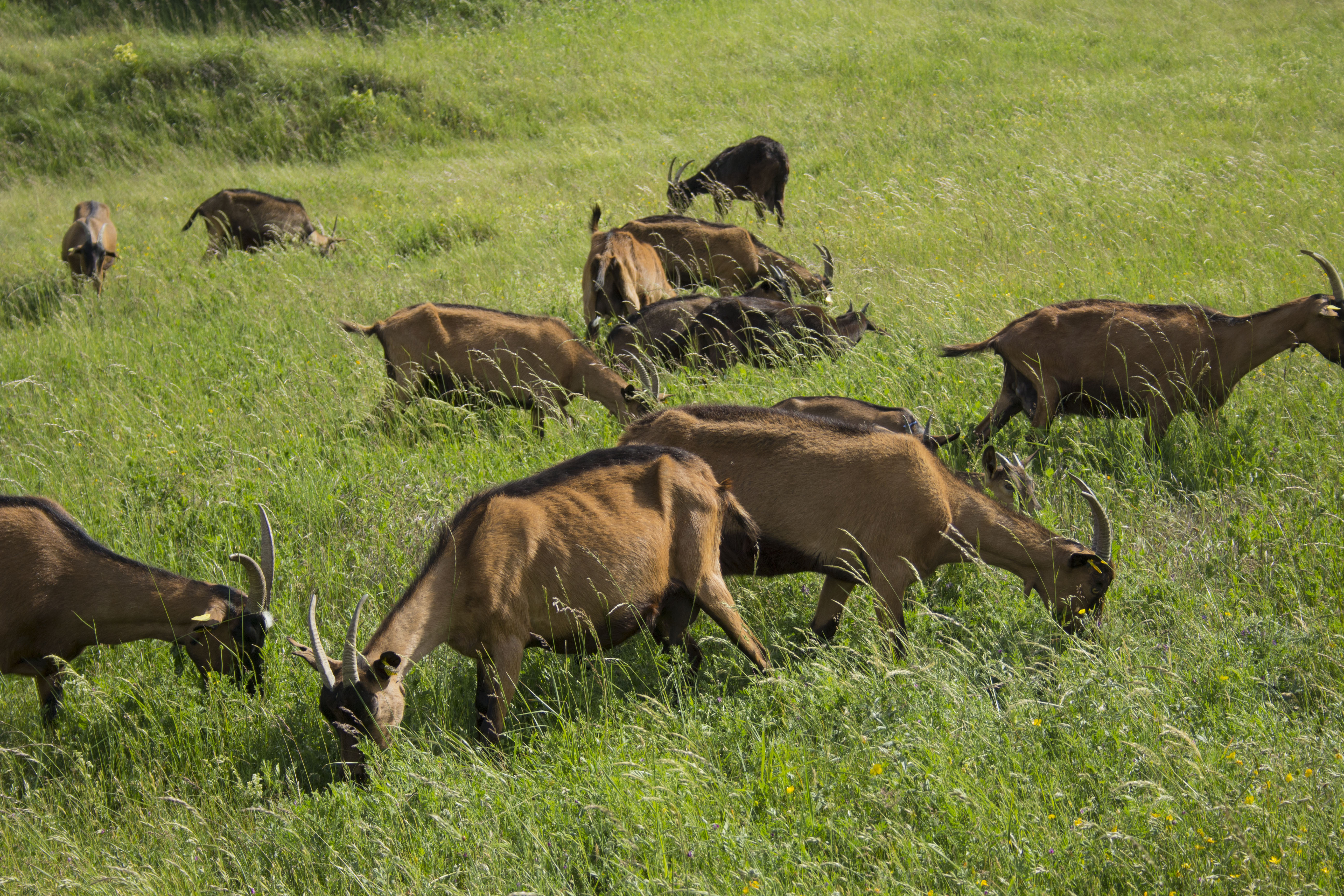 Cabres alpines del formatge Baridà, formatge artesà de cabra
