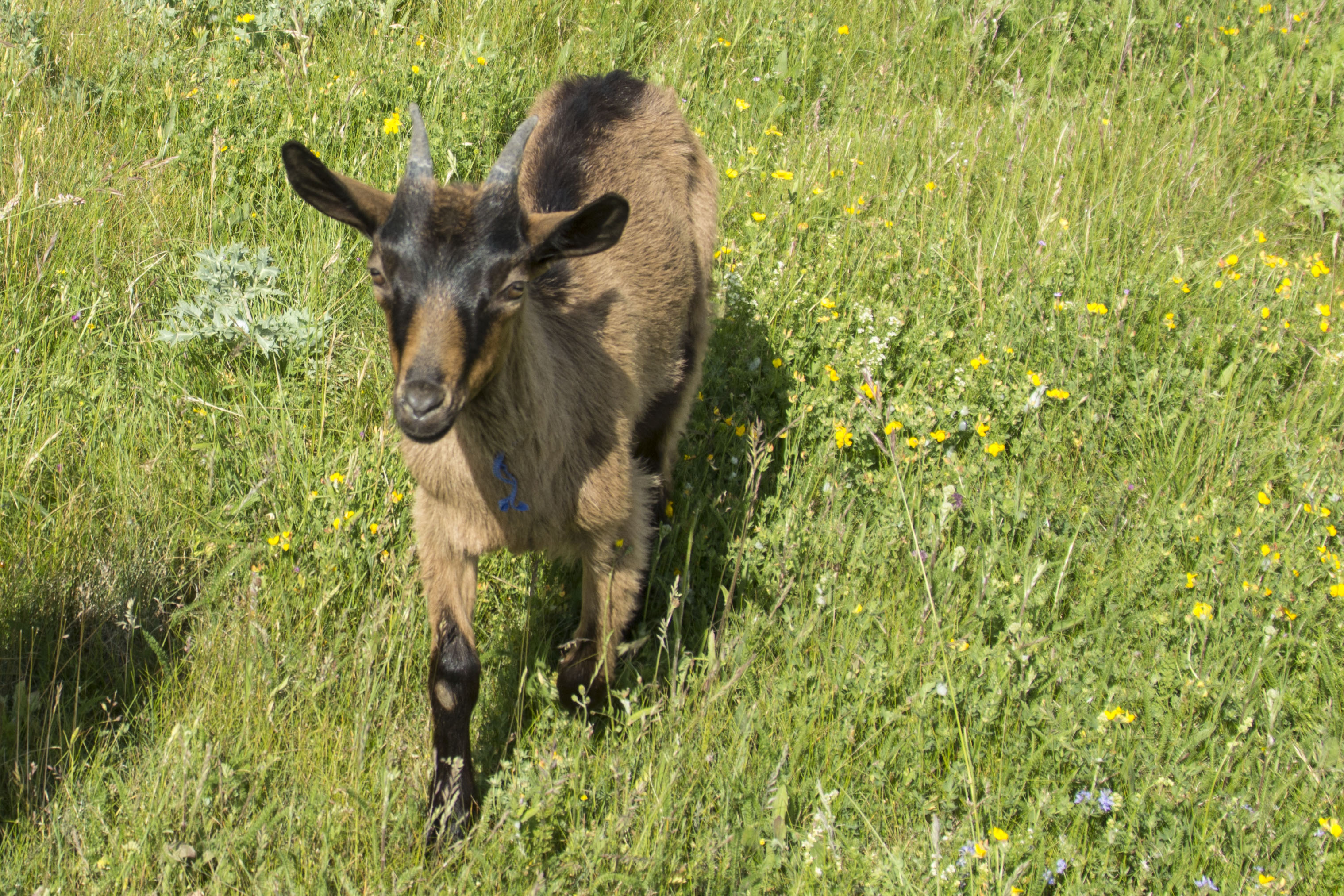 Cabreta del formatge Baridà