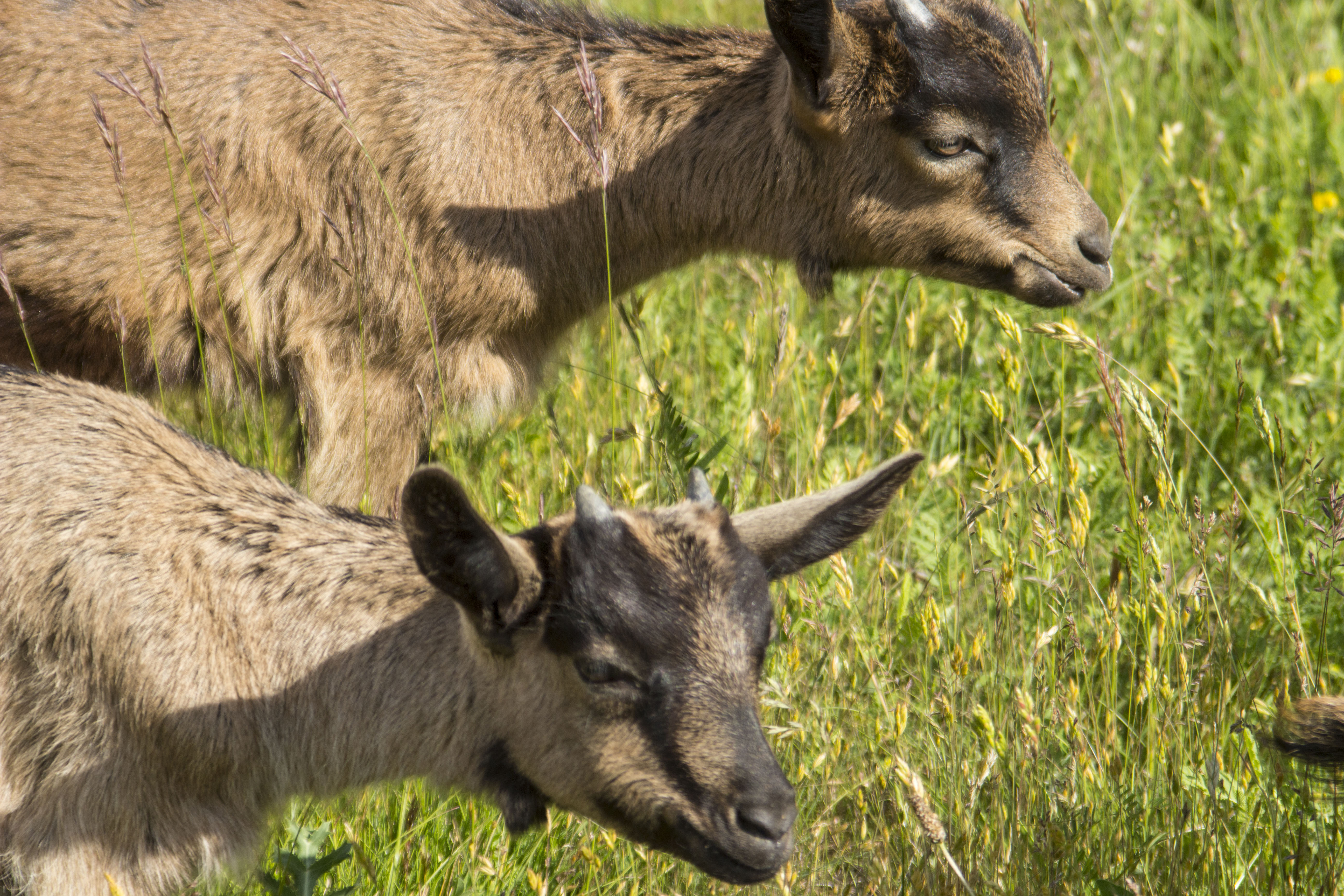Cabretes del formatge Baridà