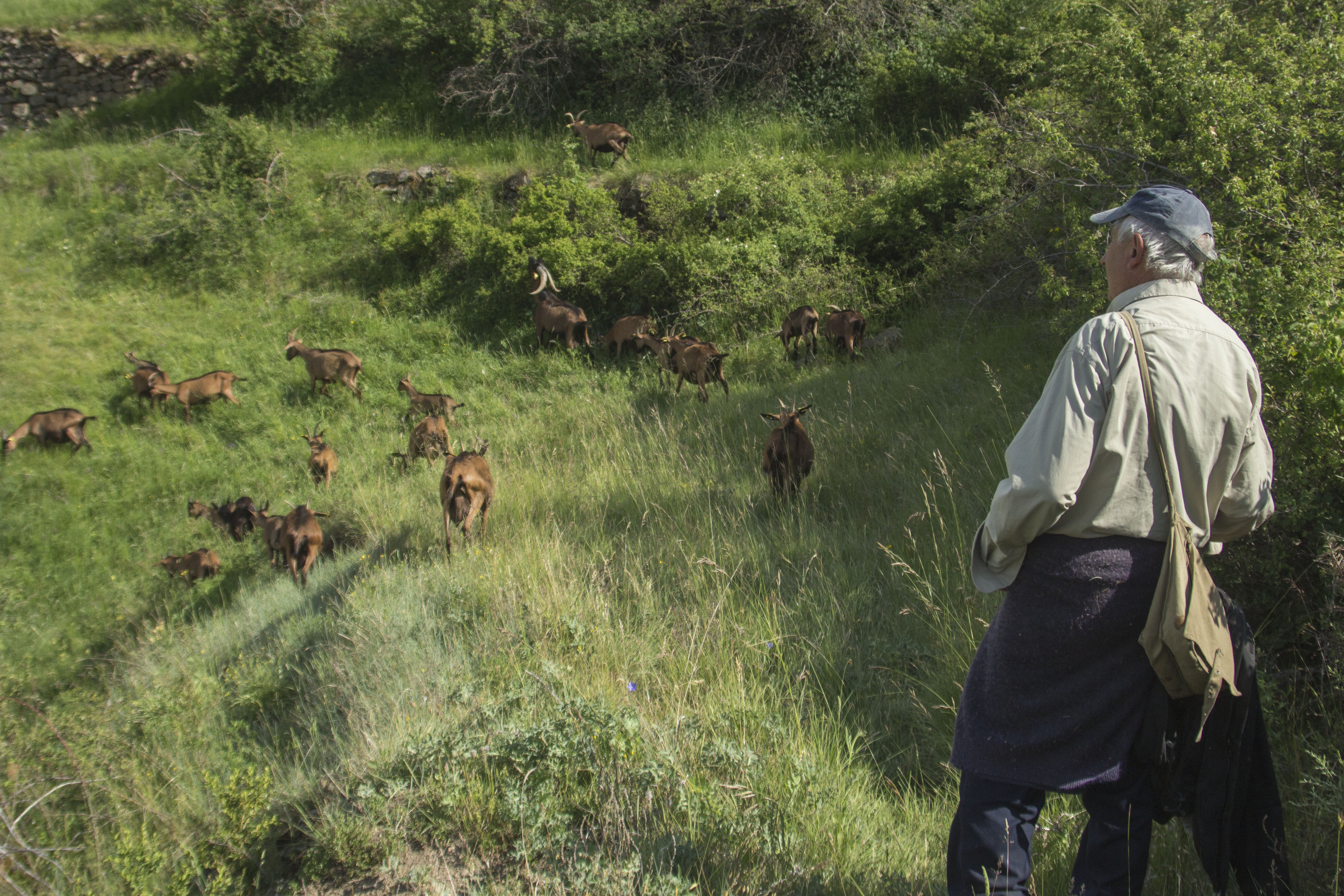 Francesc Buscallà amb les cabres alpines del formatge Baridà