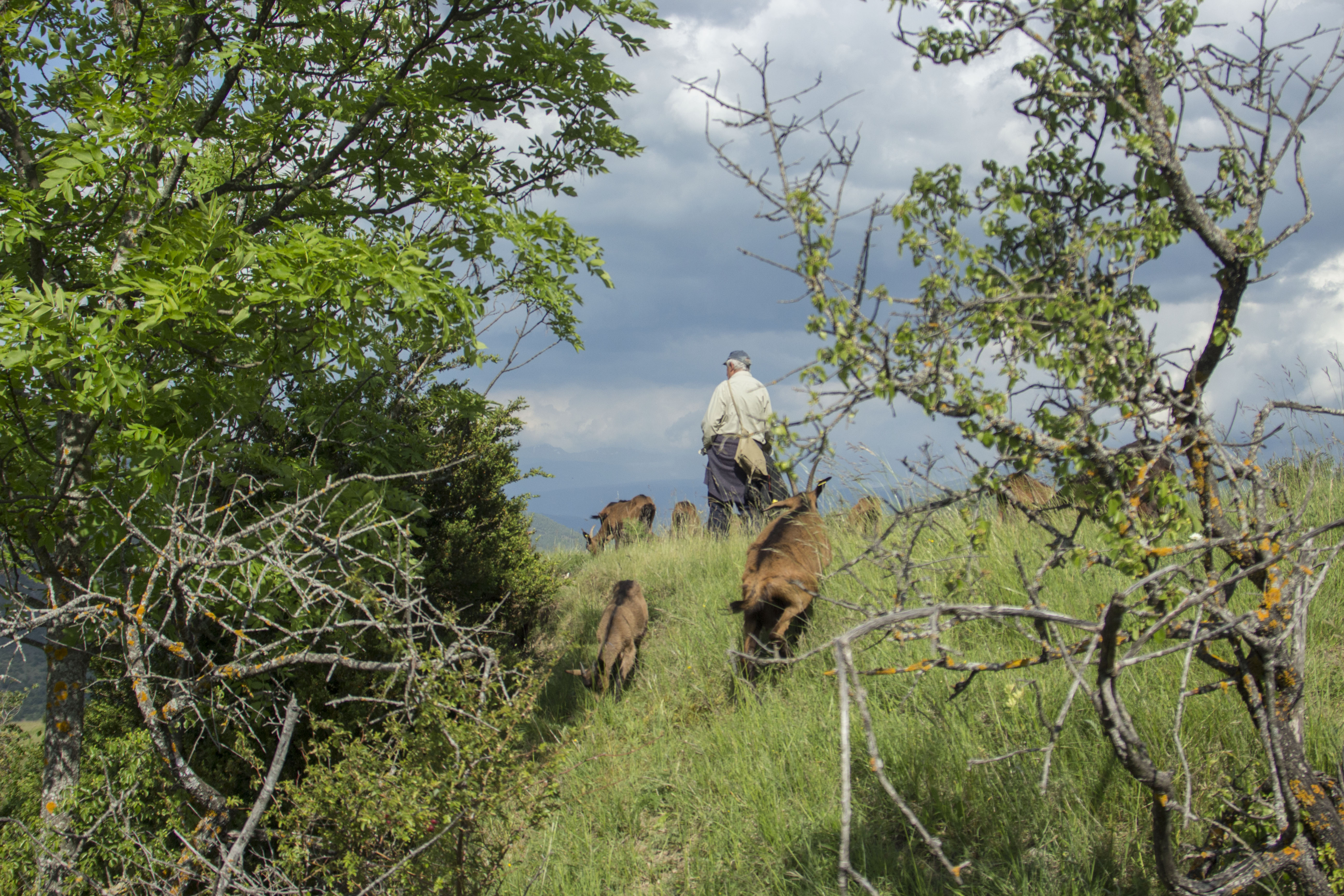 Francesc Buscallà pasturant les cabres alpines del formatge Baridà