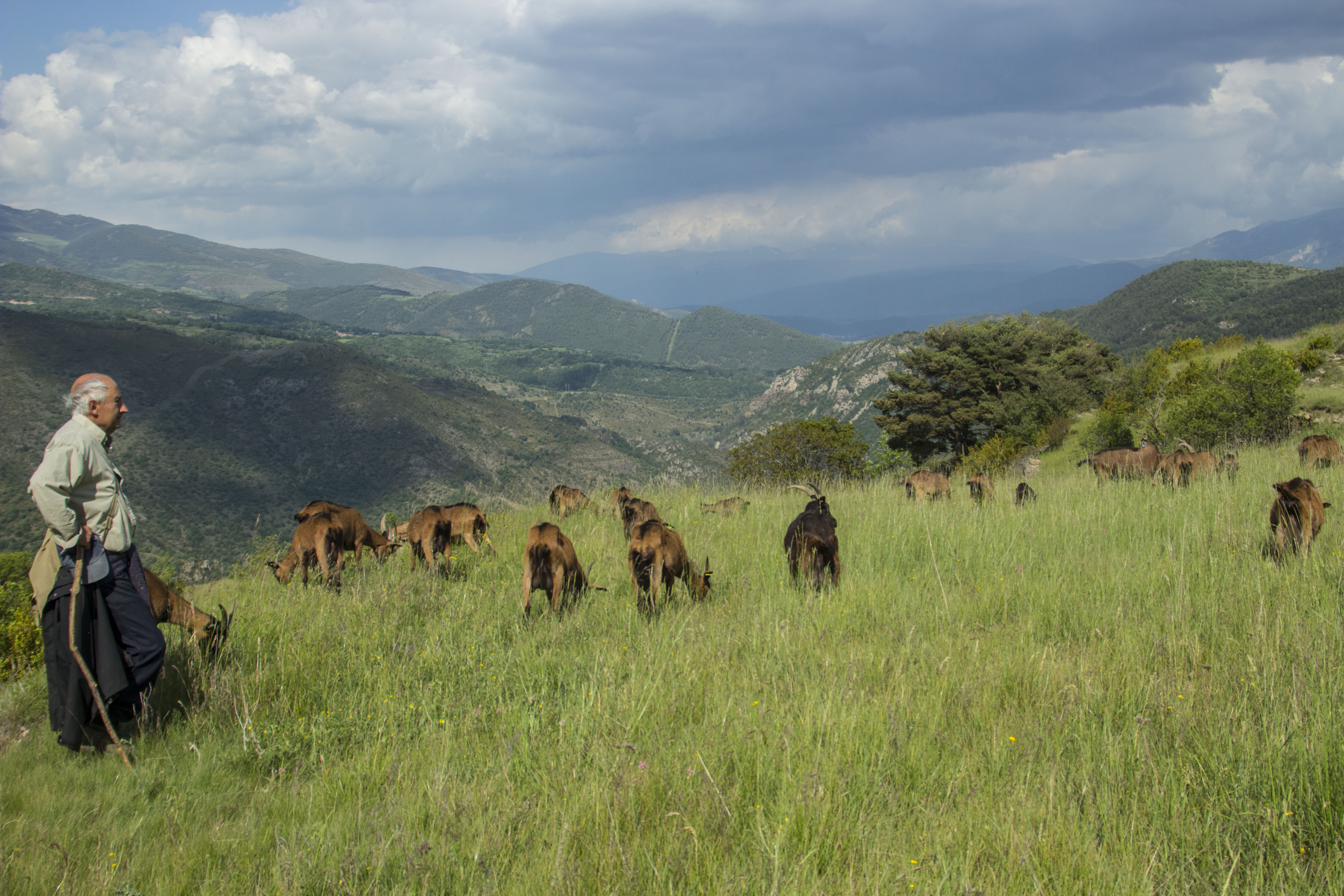 Francesc Buscallà amb les cabres alpines del formatge Baridà